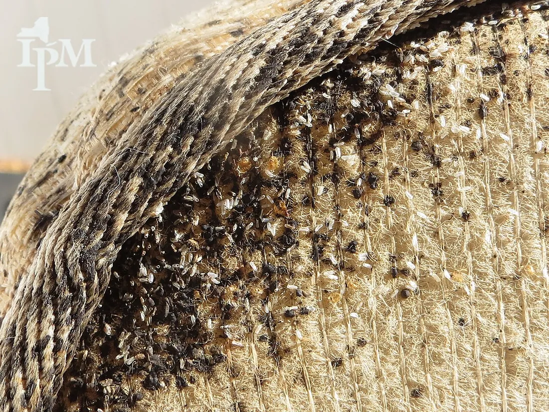Costura de colchão com uma infestação intensa de percevejos de cama e manchas escuras