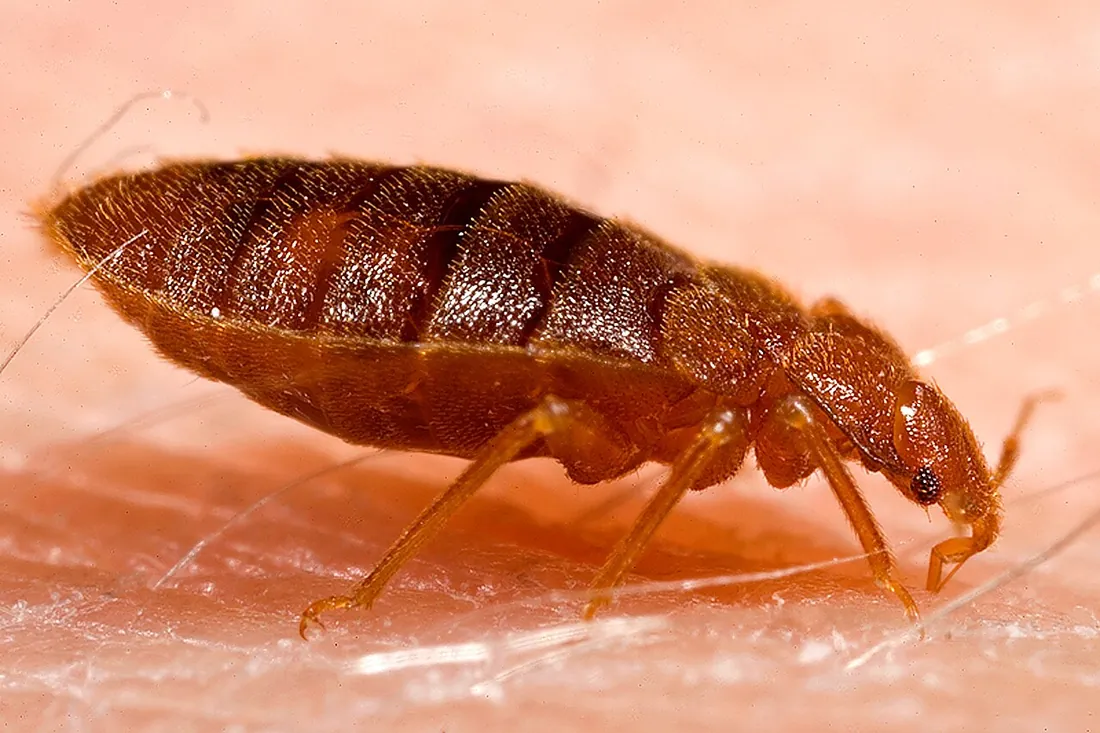 Percevejo de cama adulto (Cimex lectularius), fotografia ampliada sobre a pele