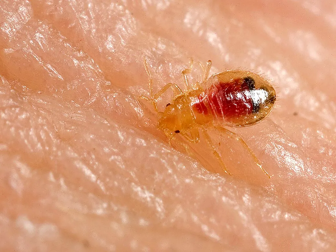 Ninfa de percevejo de cama, mais clara e translúcida, com o abdómen vermelho de sangue